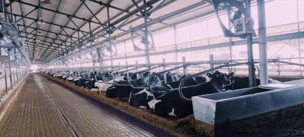 优然牧业又增两座万头牧场单产突破40公斤