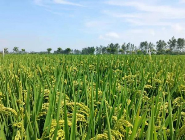 亨氏发力有机赛道，蓄力打造婴幼童全线餐食产品