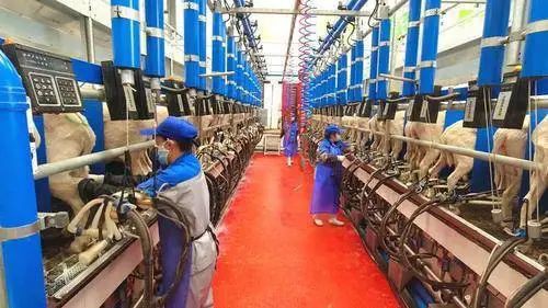 最新乳业事件！全国首个万只奶绵羊生态牧场建成