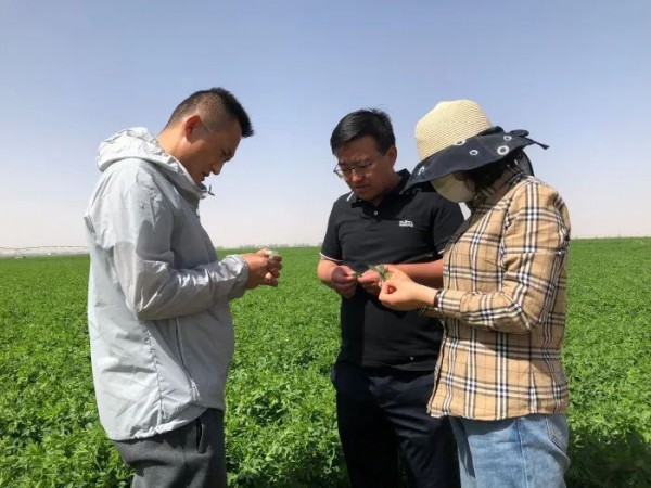 甘肃：凉州区种植优质饲草 助力奶业振兴