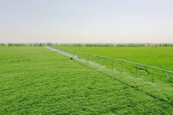 甘肃：凉州区种植优质饲草 助力奶业振兴