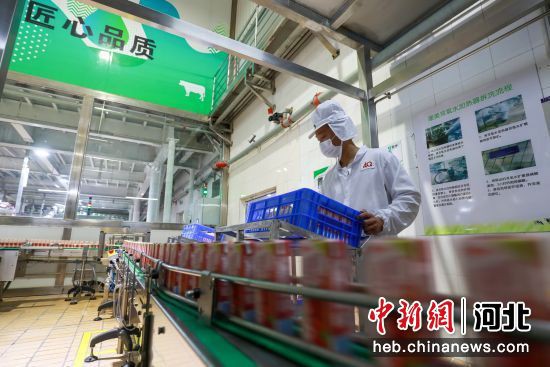 河北滦南：乳业生产忙