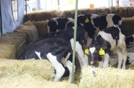 投资3亿元 奶牛种业重点实验室项目在浙江泰顺开工