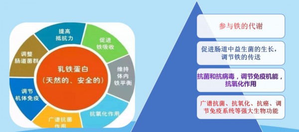 奶粉中的乳铁蛋白作用有多大，看完这篇就知道了