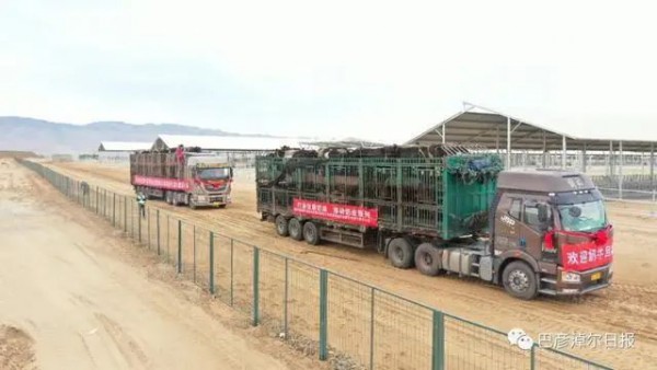 1200头进口奶牛在乌拉特前旗“安家”