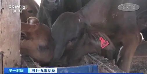 巴西牛奶价格3个月上涨20%，大批牧场关停