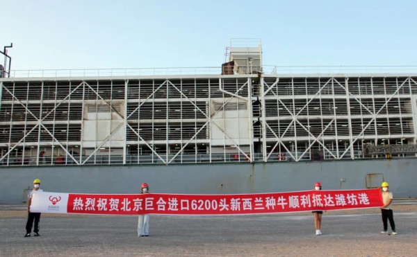 6200头新西兰种牛顺利抵达山东潍坊森达美港！