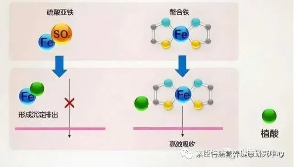 补血神器|缺铁性贫血，选对了没？素臣铁滴液全新登场！
