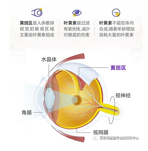 珍视眸叶黄素酯—匠心品质，世界冠军推荐!