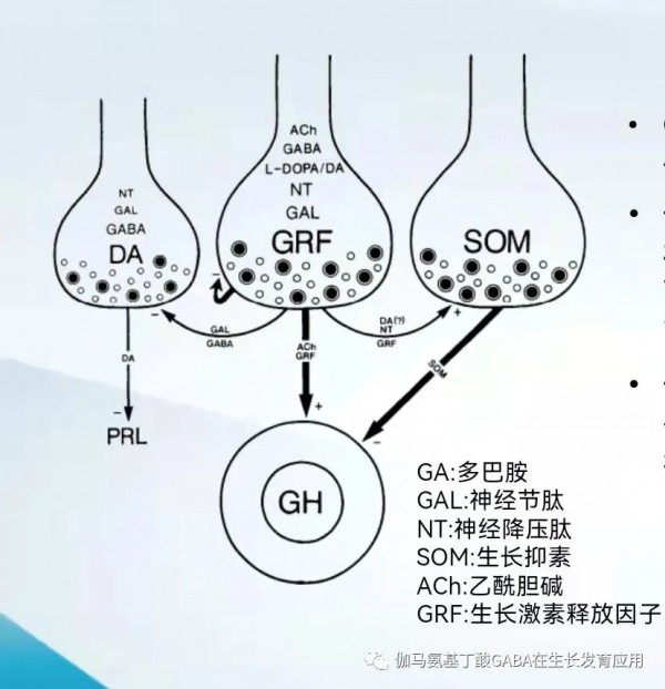 素臣带你了解γ-氨基丁酸是如何促进长高的！