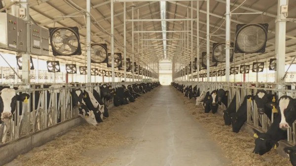 温氏乳业新兴奶牛养殖场引进澳大利亚奶牛1300头，预计产奶量2000吨