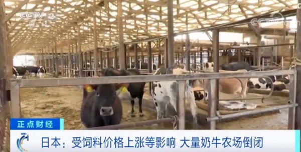 日本大量奶牛场倒闭