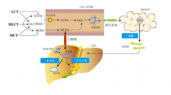 行业热议：蒙牛瑞哺恩恩至创新成分MLCT结构脂的作用机理？