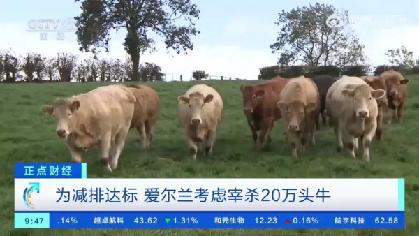 为减排达标 爱尔兰考虑宰杀20万头牛