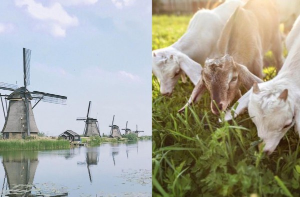 高配纯羊实力突显！四季南山领赋羊成功通过新国标二次配方注册！