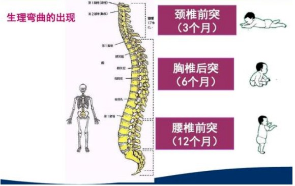 五个月宝宝的发育标准、具备哪些能力？来看看你家娃达标了吗