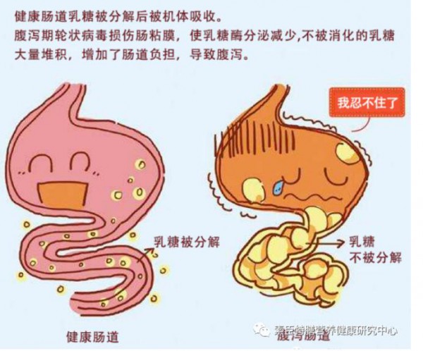 乳糖酶的自我介绍与食用方法