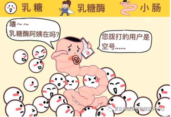 乳糖酶的自我介绍与食用方法