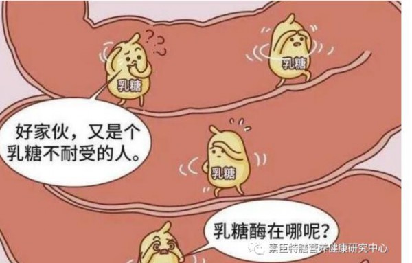 乳糖酶的自我介绍与食用方法