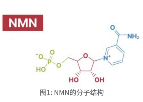 NMN概念股全部涨停！“不老药”怎么又火了？