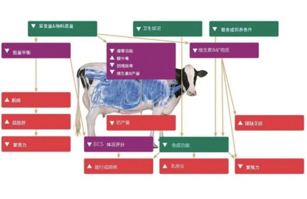 数字兽医丨基于牛奶和奶牛行为数据揭发奶牛疾病的原理及应用