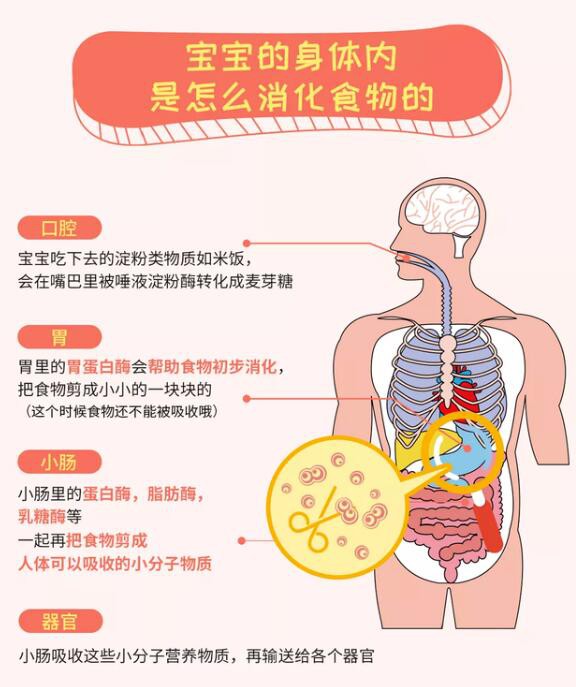 复合消化酶：拯救宝宝积食、消化不良