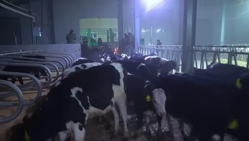 黑龙江谱华威乳业万头牧场首批千头奶牛“入驻”！