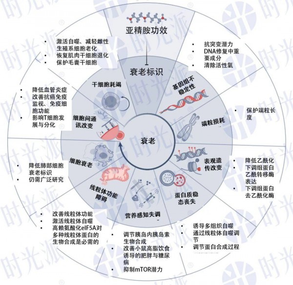 全能抗衰亚精胺，下一个流量密码？