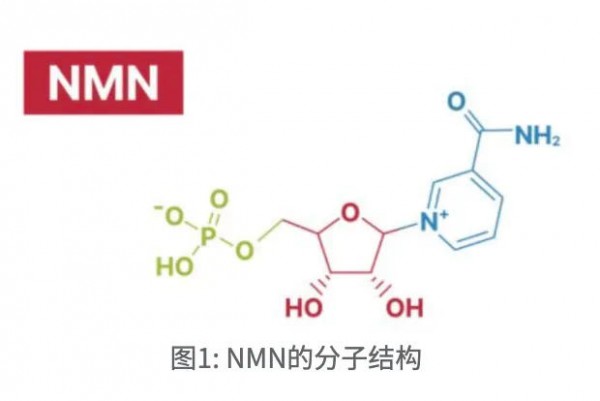 历时三年“获批”，NMN保健品的泼天富贵要来了？