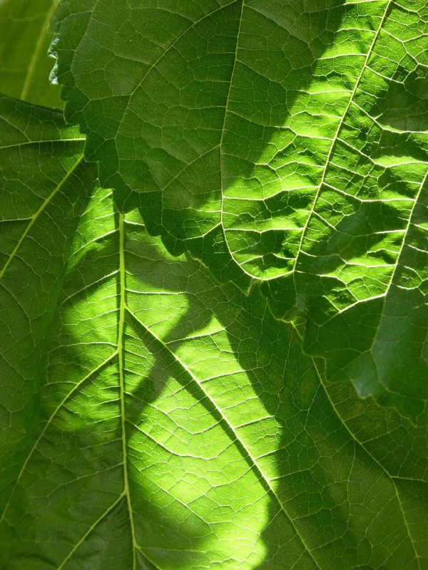 新研究证实，这种「全食物」比「提取物」更抗衰！