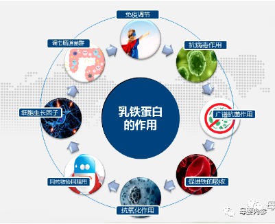 为什么，一桶、两桶的买乳铁蛋白，吃了没有用！？两箱、三箱的买乳铁蛋白，吃了才有效果！？