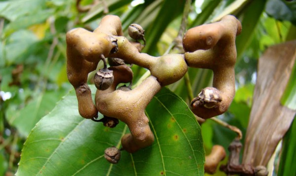 这种“千杯不醉”的奇果，是我国首批药食同源物质！