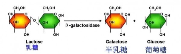 喝无乳糖奶，影响宝宝大脑发育吗？
