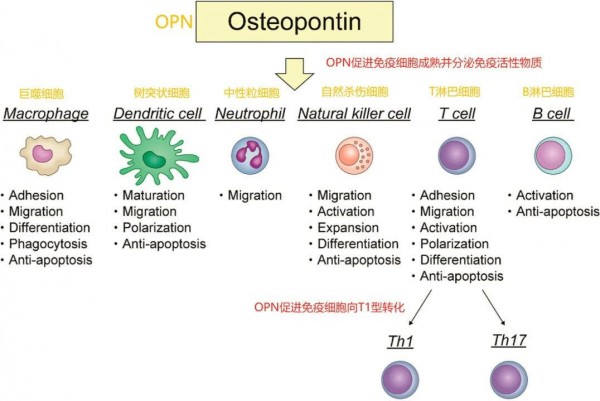 营养前沿 | 免疫“新星”OPN！飞鹤、金领冠、君乐宝、蒙牛、辉山…为何都在解锁它！