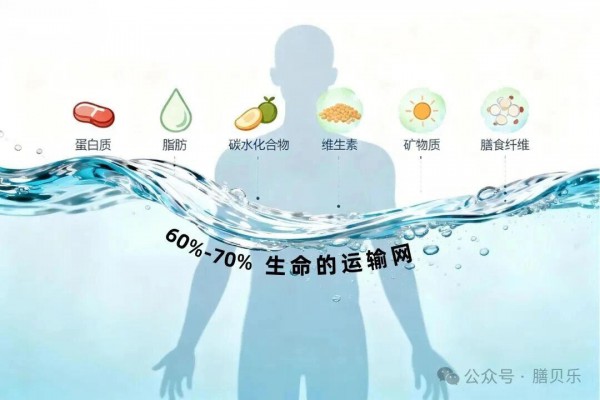 人体七大营养素:构建健康的基石 人体七大营养素:构建健康的基石