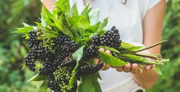 接骨木莓终于获批了?诺特兰德、澳特力、英珞维都在做! 接骨木莓终于获批了?诺特兰德、澳特力、英珞维都在做!