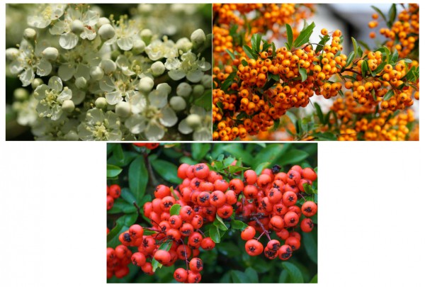 这种红色浆果，会是下一个新食品原料吗？