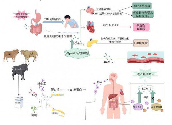 【粉方解读9】A2奶源标配化，有机A2成为决胜关键，谁将领跑这场奶源升级战？