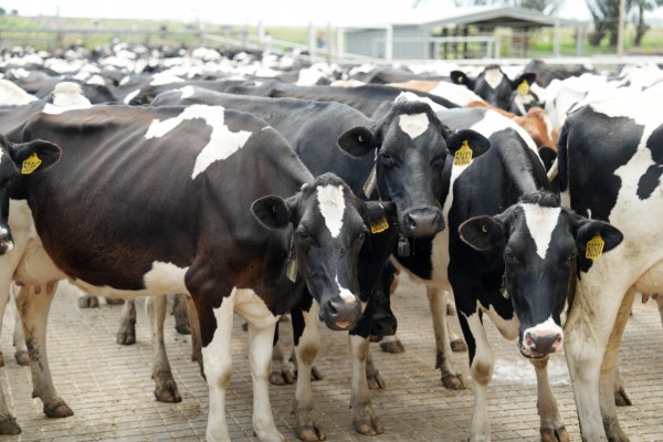 从品牌直供到供应链透明,跨境奶粉竞争底层逻辑正在重写 从品牌直供到供应链透明,跨境奶粉竞争底层逻辑正在重写