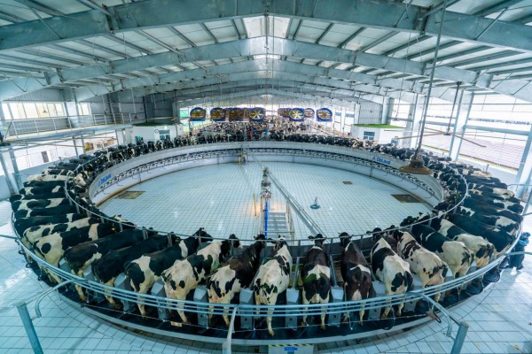 对话｜当“新鲜”成为标配，乳企未来靠什么竞争？