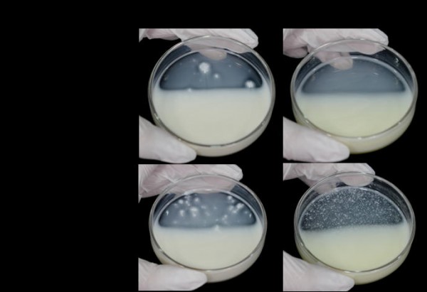 辟谣！白醋、碘伏鉴别“假奶粉”根本不靠谱！我们做了个实验...