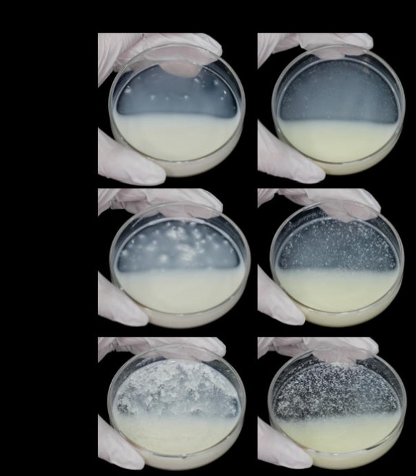 辟谣！白醋、碘伏鉴别“假奶粉”根本不靠谱！我们做了个实验...