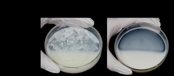 辟谣！白醋、碘伏鉴别“假奶粉”根本不靠谱！我们做了个实验...