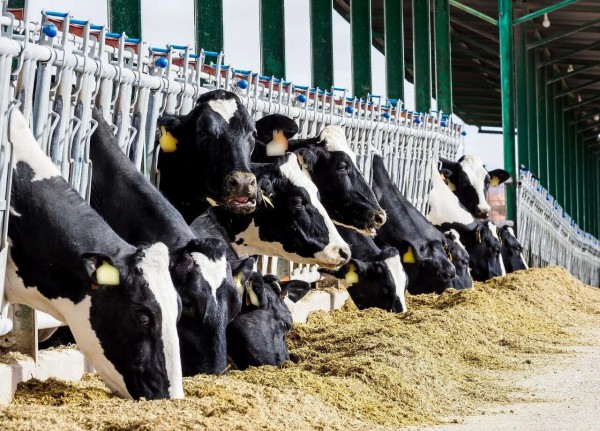 奶业纾困效果显著,行业即将迎来曙光 奶业纾困效果显著,行业即将迎来曙光