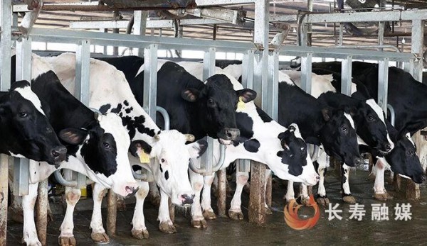 数智养牛，粪污生金！重庆长寿这个奶牛场太会了！
