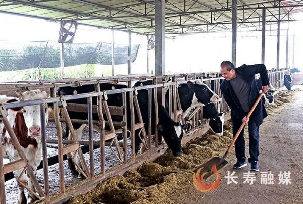 数智养牛，粪污生金！重庆长寿这个奶牛场太会了！