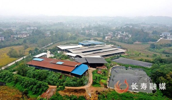 数智养牛，粪污生金！重庆长寿这个奶牛场太会了！