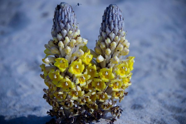 这种沙漠中的药食同源，可以全方位狙击「脂肪肝」！