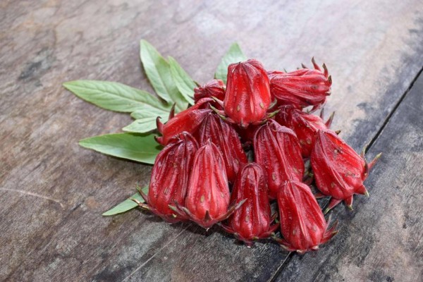 8周明显起效！这两种富含多酚的植物能协同改善体重