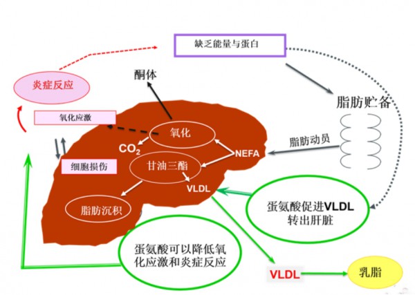 使用“杠杆”策略增加泌乳期收益——围产期蛋氨酸营养管理的科学实践